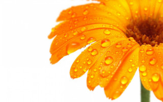 Yellow flower water droplets macro 3 - a few other thing free wallpaper