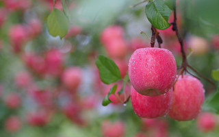 Apple bloom bokeh fall vibrancy - a close up of a tree free wallpaper