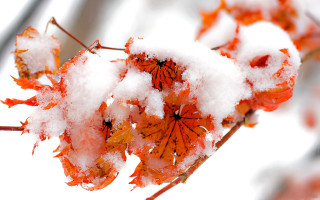 Snow plant leaves autumn burnt - the leaf free wallpaper for desktop