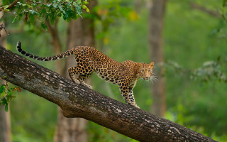 Leopard branch forest green jigsaw - a tree branch in a forest area free wallpaper for desktop
