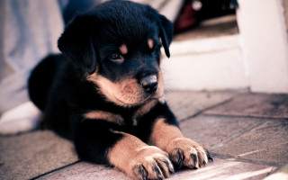 Puppy looking camera hand blurry - a puppy free wallpaper for desktop