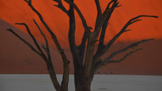 Lone tree desert red sky - a red sky in the background free wallpaper