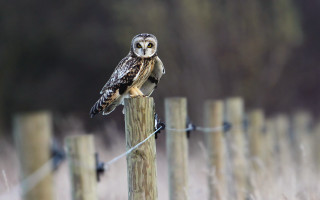 Small owl wooden post tall - wire fence free wallpaper