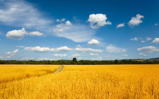 Wheat field dirt road blue 2 - a dirt road in the middle of it free wallpaper