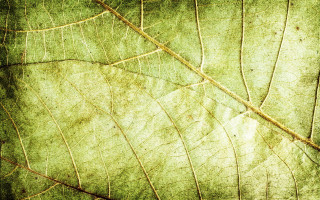 Leaf dirt border macro fence - a close up of a leaf free wallpaper