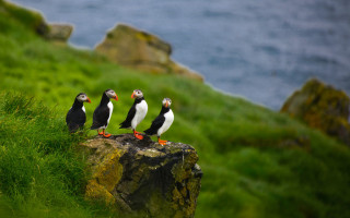 Three birds rock shore ocean - three bird free wallpaper