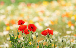 Red flower bokeh depth of - red flower free wallpaper for desktop