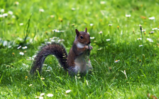 Squirrel eating nut in grass - daisy free wallpaper