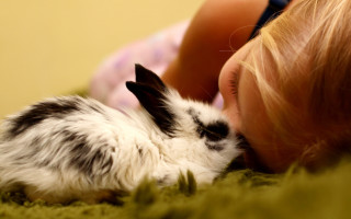 Little girl rabbit laying down - a small rabbit free wallpaper
