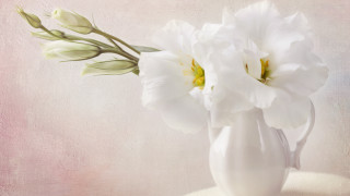White vase white flowers pink - a white vase free wallpaper for desktop