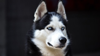 Black white dog blue eyes 2 - dog free wallpaper
