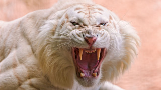 White tiger open mouth pink - a white tiger free wallpaper