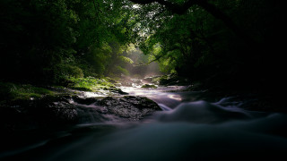 Lush forest stream rocks light - volumetric light free wallpaper