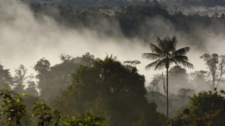 Foggy forest palm people mountains - volumetric fog free wallpaper