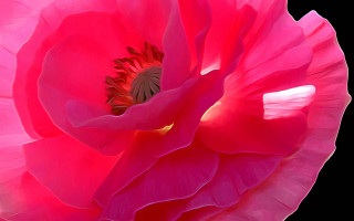 Pink flower black background white 5 - carol sutton free wallpaper