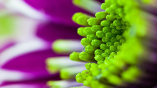 Flower bokeh macro glow hydrangea - macro photography free wallpaper