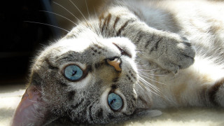 Cat laying on floor blue - its eye free wallpaper