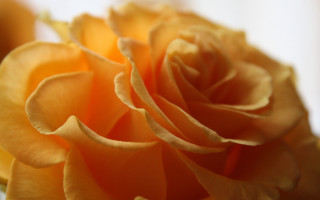Yellow rose macro shallow depth - a yellow rose free wallpaper