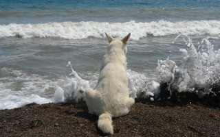 Dog beach waves outdoors sky - beach free wallpaper for desktop