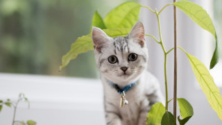 Cat plant blue collar focus 2 - a blue collar free wallpaper