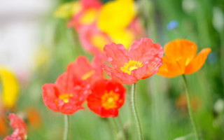Flowers grass blurry bokeh vivid - vivid color free wallpaper