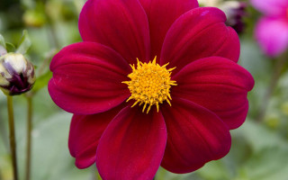 Red flower yellow center macro - a red flower free wallpaper