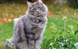Cat rock garden flower plant - a green plant in the background free wallpaper