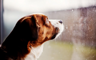 Dog rainy window sill blurry - a dog free wallpaper for desktop