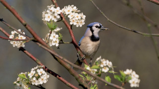 Blue white bird branch flower - the background and a blurry background free wallpaper