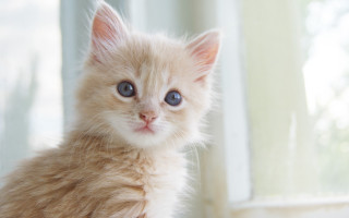 Blue eyes kitten window curtains - curtain free wallpaper