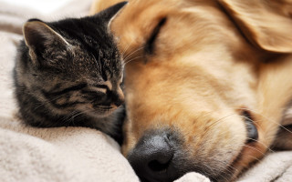 Cat dog sleeping blanket realistic - a blanket together free wallpaper