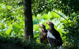Bald eagles forest shade nature - bald free wallpaper