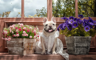 Dog flowers window sill basket - a still life free wallpaper