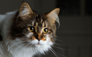 Black cat yellow eye long - a yellow eye free wallpaper