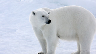 Polar bear snow corner black - polar free wallpaper