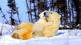 Polar bears playing snow outdoors 2 - the snow together free wallpaper