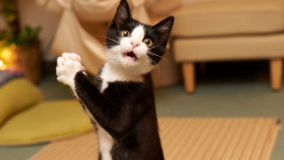 Black white cat standing paws - its hind leg free wallpaper
