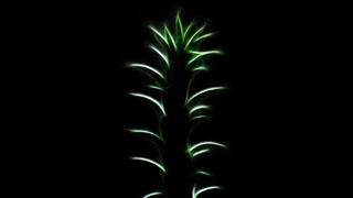 Plant green leaves dark room - a plant free wallpaper