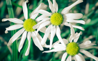 White flower field daisy lily - a blurry background of grass free wallpaper for desktop