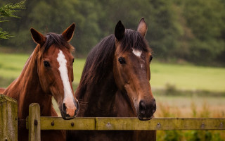 Horses fence field trees grass - two horse free wallpaper