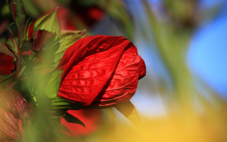 Red flower green leaves blue 3 - a red flower free wallpaper for desktop