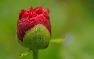 Red flower water droplets green 4 - a red flower free wallpaper for desktop