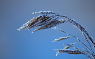 Frosted plant blue sky clouds - frost free wallpaper