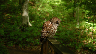 Small owl fence woods dappled - a small owl free wallpaper for desktop