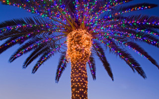 Palm tree lights blue sky - free new year wallpaper for desktop