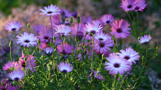 Purple flower bouquet daisy dandelion - a few pink flower free wallpaper
