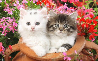 Kittens flowers bot cats cute - the other looking free wallpaper