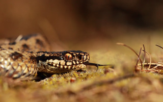 Snake open mouth tongue grass - a tongue free wallpaper