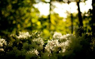 Flowers woods sunlight blurry shallow - the background and sunlight free wallpaper
