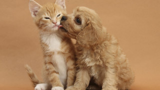 Cat dog licking together bálint - the others face free wallpaper